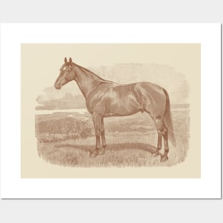 Horse Breed Vintage Illustration Posters and Art